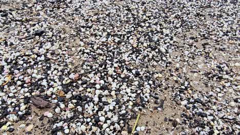 a beach covered in white and black shells