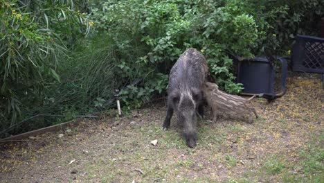 A-family-of-wild-boars-in-a-garden,-Haifa,-Israel