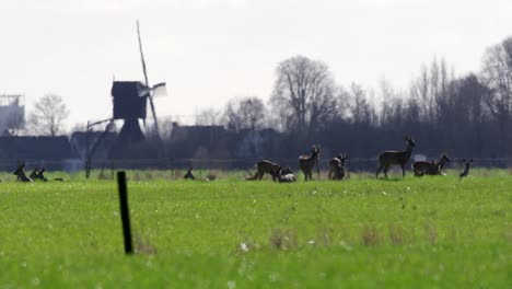 roe deer in a dutch field with a windmill in the background