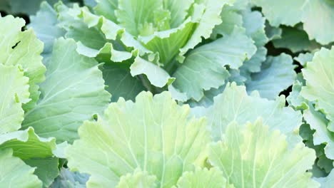 close-up view of fresh green cabbages growing in garden