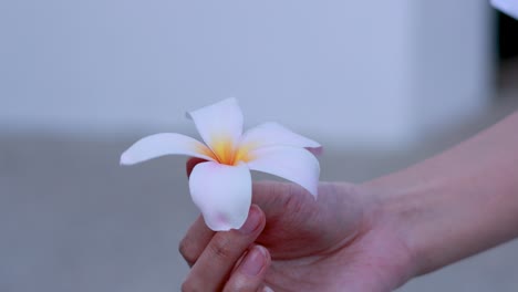 una mano sostiene suavemente una flor de frangipani