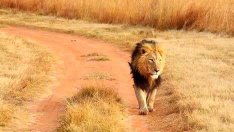 majestic adult male lion walking along dirt double track of game reserve