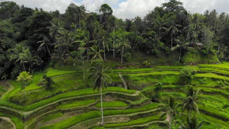 Toma-Aérea-Estática-De-Las-Terrazas-De-Arroz-De-Tegallalang-En-Gianyar,-Bali,-Indonesia.