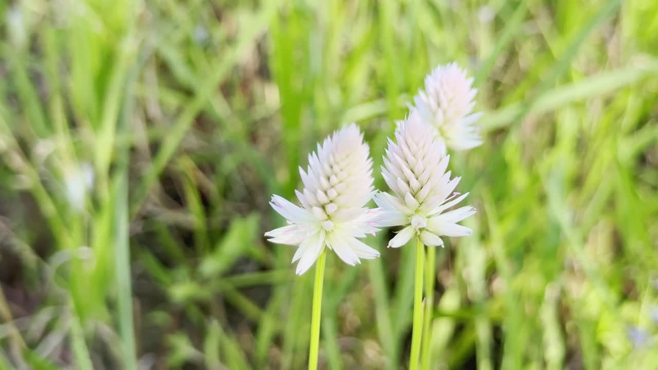 Close-up of white Celosia argentea flowers swaying gently in the breeze against a green grassy background in daylight