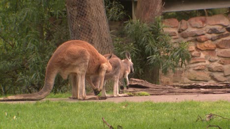 Two-western-red-kangaroos,-one-kangaroo-stands-up-and-scratches-itself