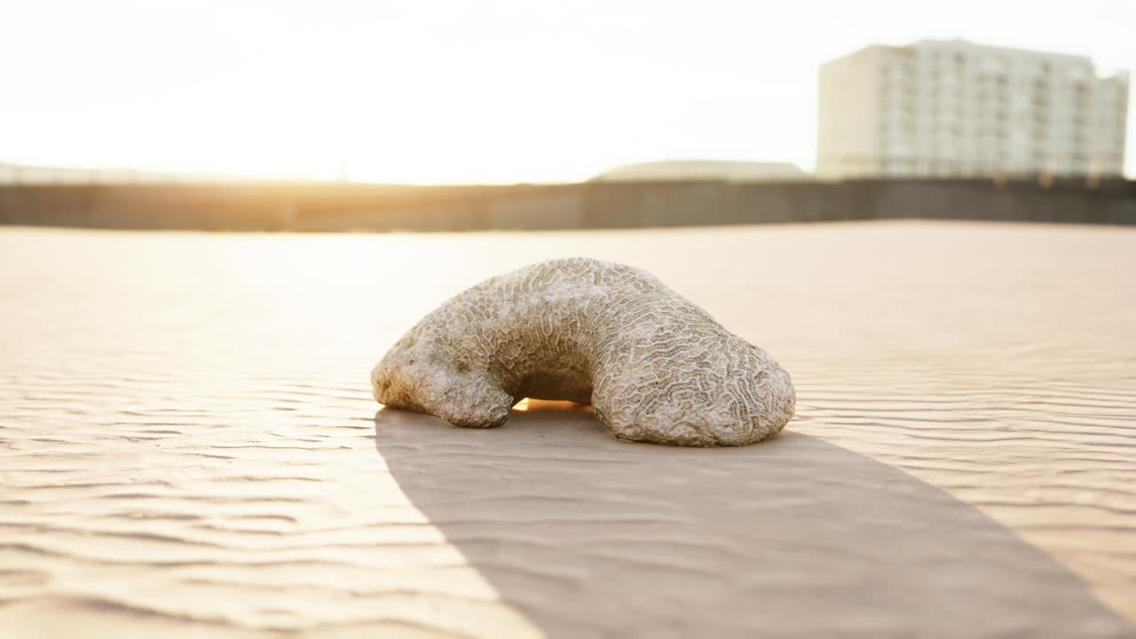 모래 해변 에 있는 오래된  ⁇  산호