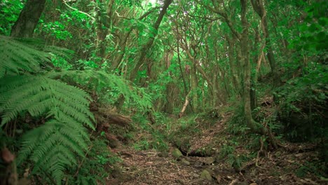 Wunderschöner-Neuseeländischer-Wald-In-Porirua