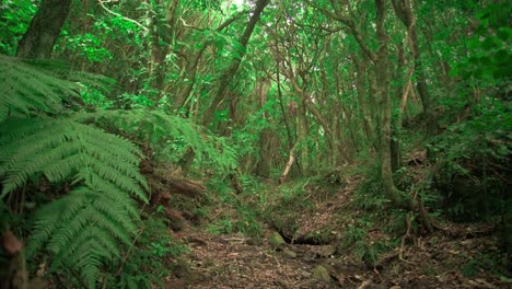 hermoso bosque de nueva zelanda en porirua