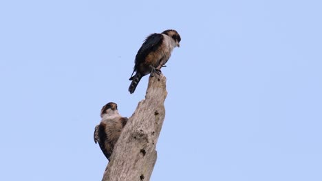 the black-thighed falconet is one of the smallest birds of prey found in the forests in some countries in asia