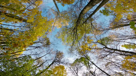 view of the autumn trees from the bottom up