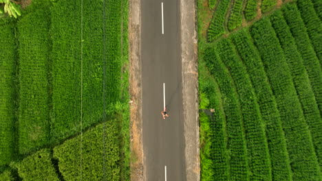 Drone-Aéreo-De-Un-Corredor-Corriendo-En-Medio-De-Una-Carretera-Rodeado-De-Campos-De-Arroz