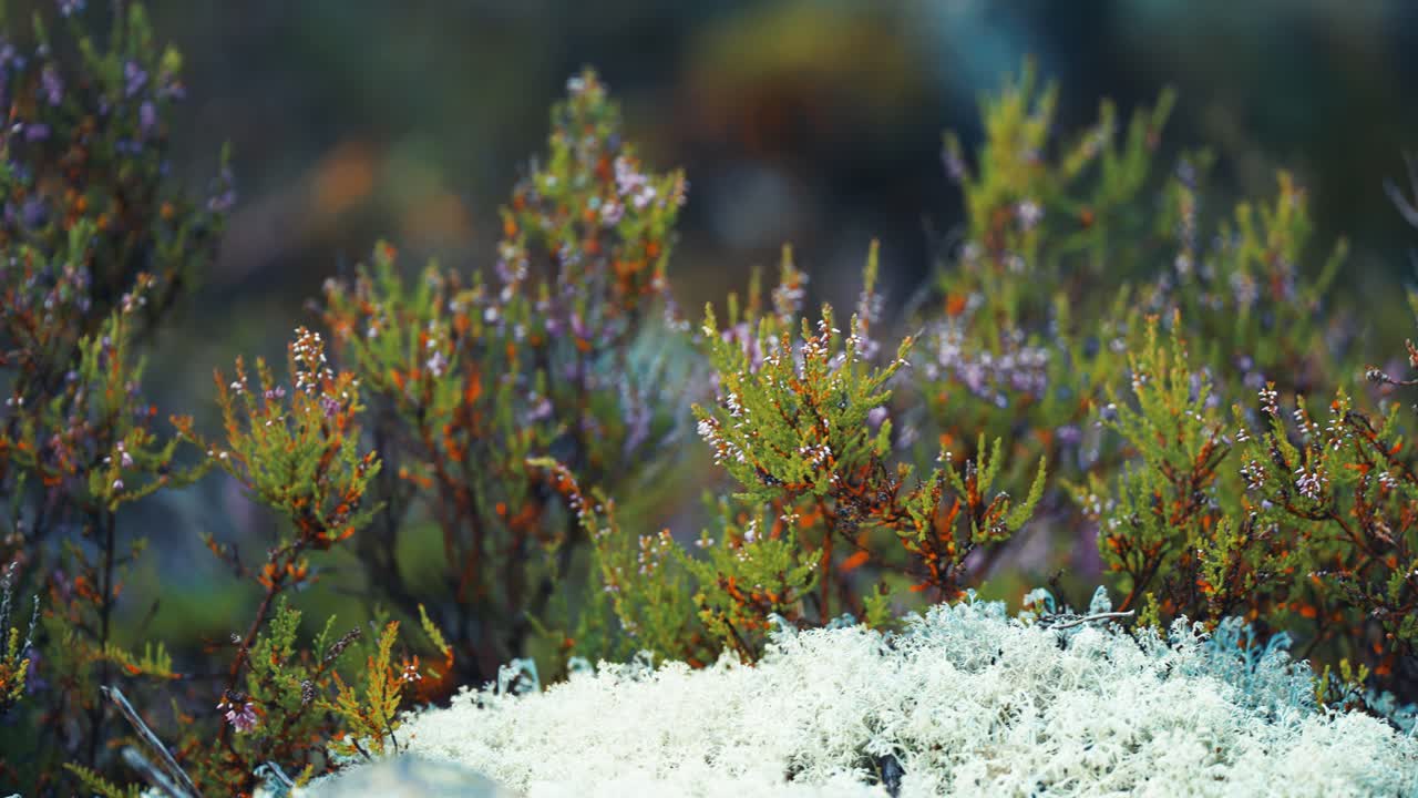 Heather shrubs and a soft carpet of fluffy lichen cover the ground in the autumn tundra