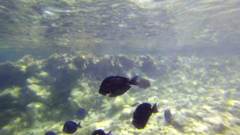 A-school-of-blue-tang-swims-among-other-fish-in-Aruba-just-below-the-water's-surface