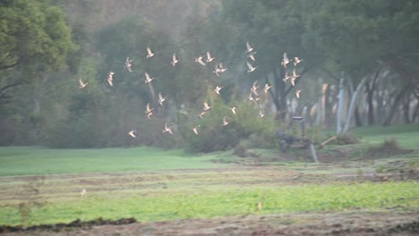 flock of ducks flying in morning