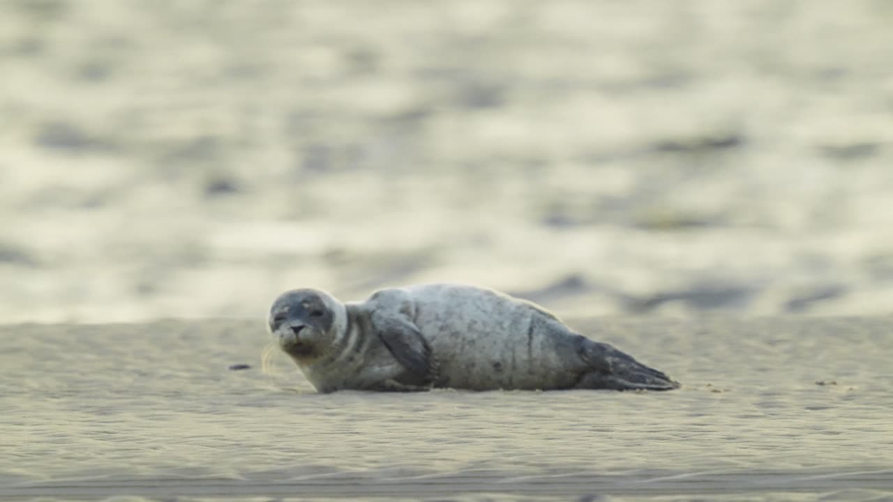 해변 해안의 모래에 누워 졸린 어린 바다표범