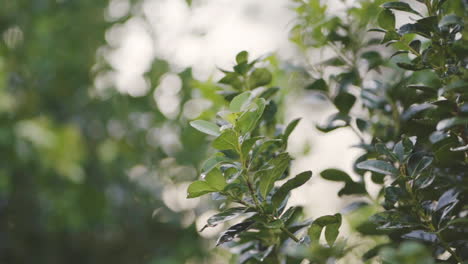 close-up shot of green yerba mate branch growing on sustainable farmland