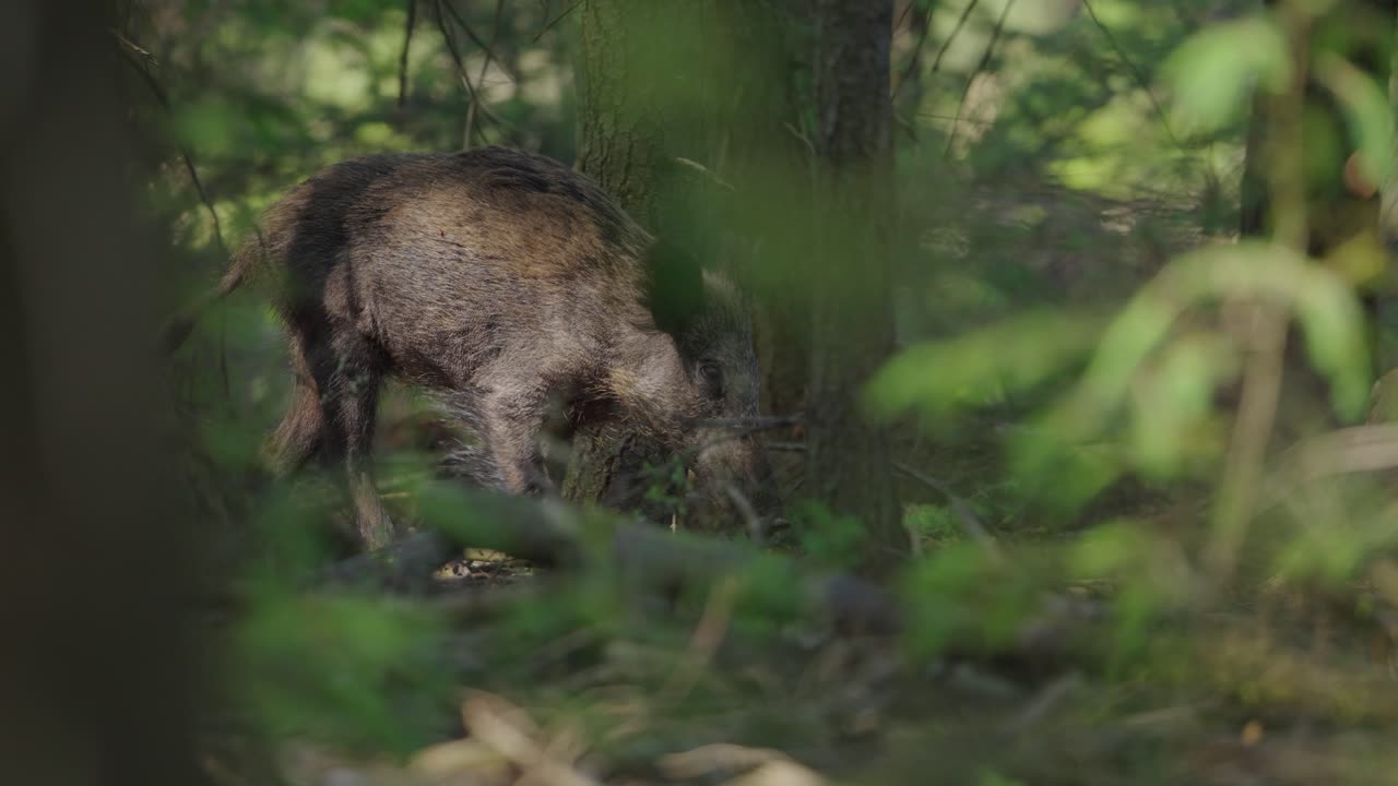 Il cinghiale nella foresta