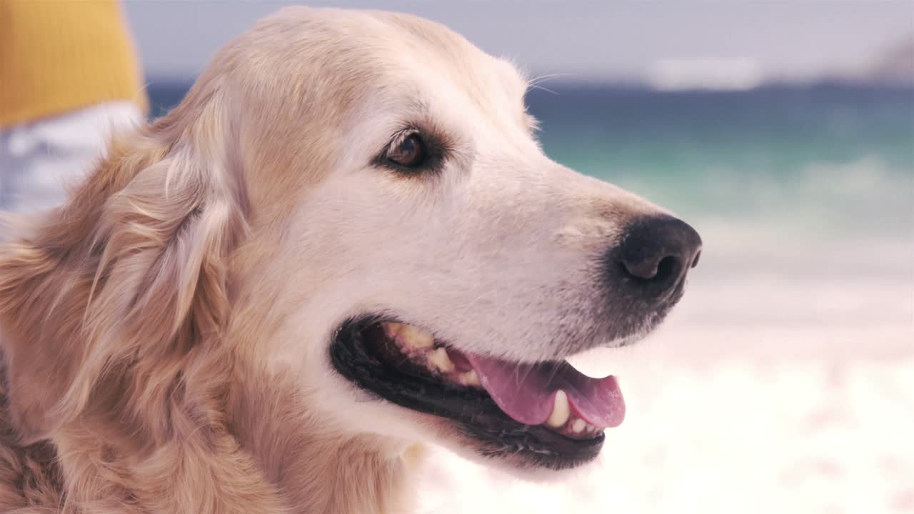 강아지의 보기를 닫습니다