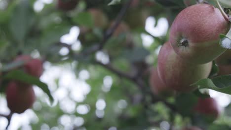 manzana roja madura creciendo en el huerto
