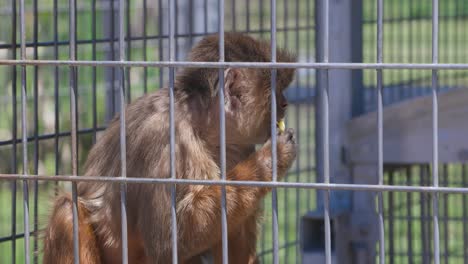 monkey eating a banana in captivity behind a cage at a big cat rescue center in florida