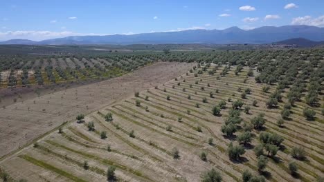 Aerial-pan-view-of-olive-fields-in-the-south-of-Spain