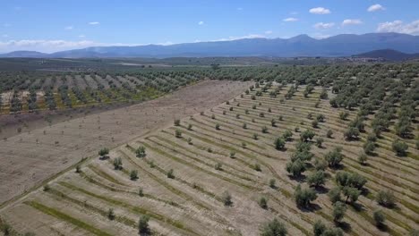 vista panorámica aérea de los campos de olivos en el sur de españa