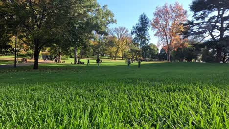 people enjoying a sunny day in the park