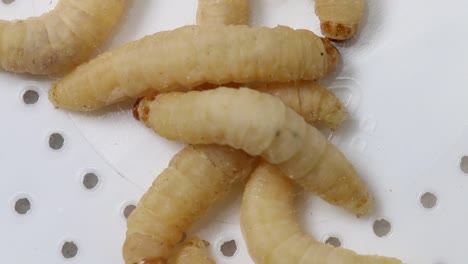 waxworms or waxgrubs, these are larvae of the wax moth used as livefood for pets