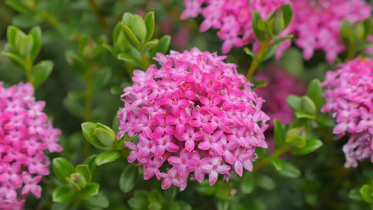 flores rosadas en un jardín