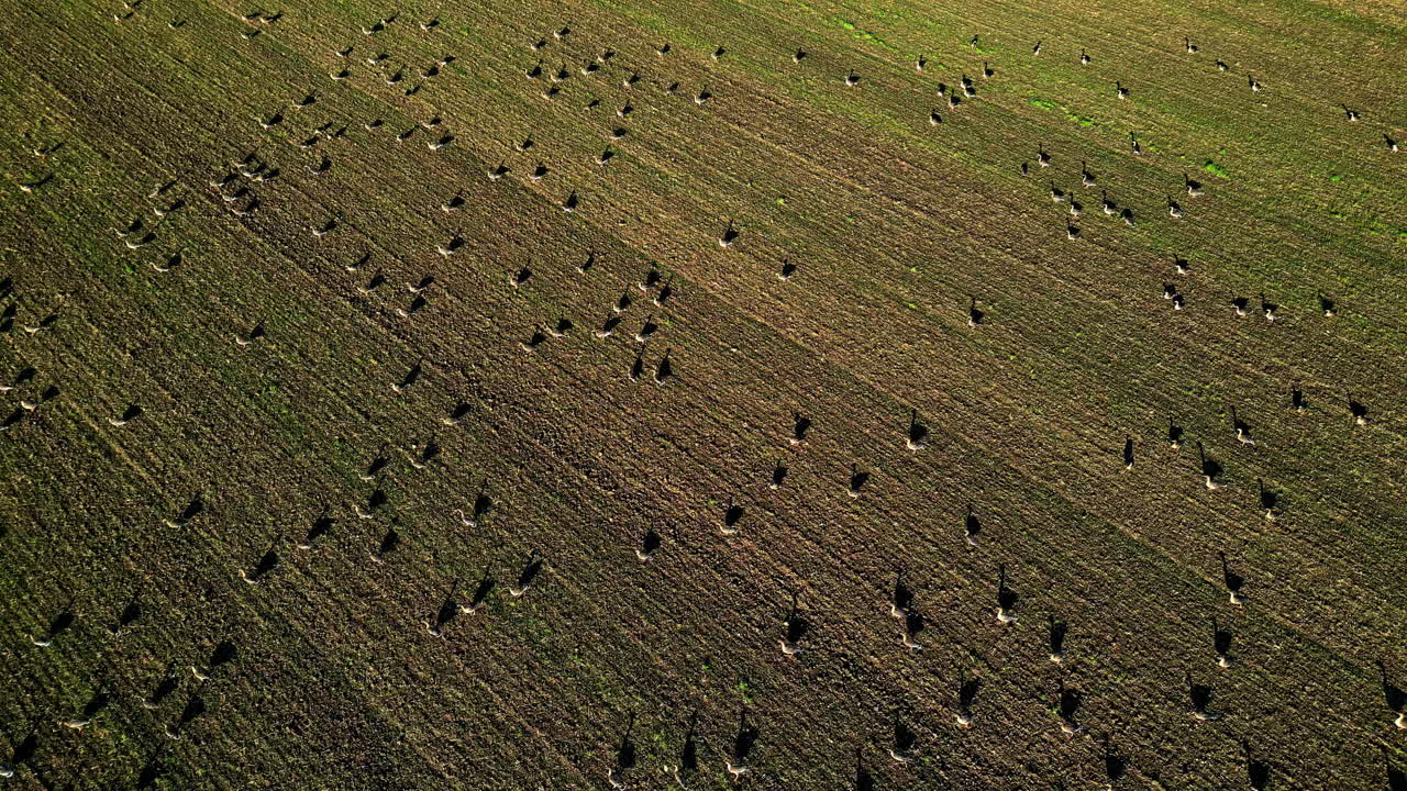 Flock Of Birds Flying Away Above A Field In Summer - Drone Shot
