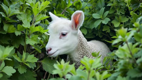 lovely white lamb nestled among lush green bushes, basking in the warm sunlight of a cheerful spring day, enjoying the peaceful countryside atmosphere and vibrant nature