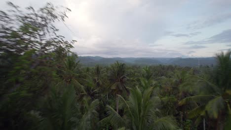 drone-fly-above-palm-tree-jungle-in-rain-forest-west-bali-indonesia