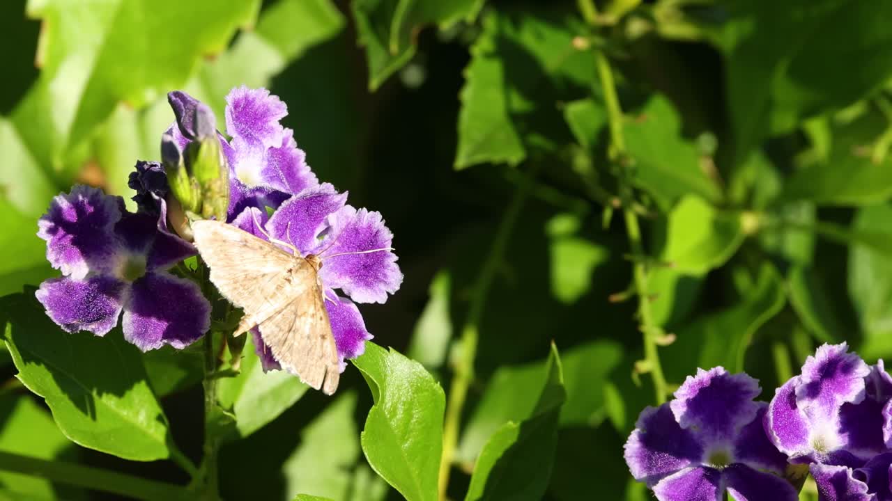 A butterfly delicately perched on vivid purple flowers amidst lush green foliage.
