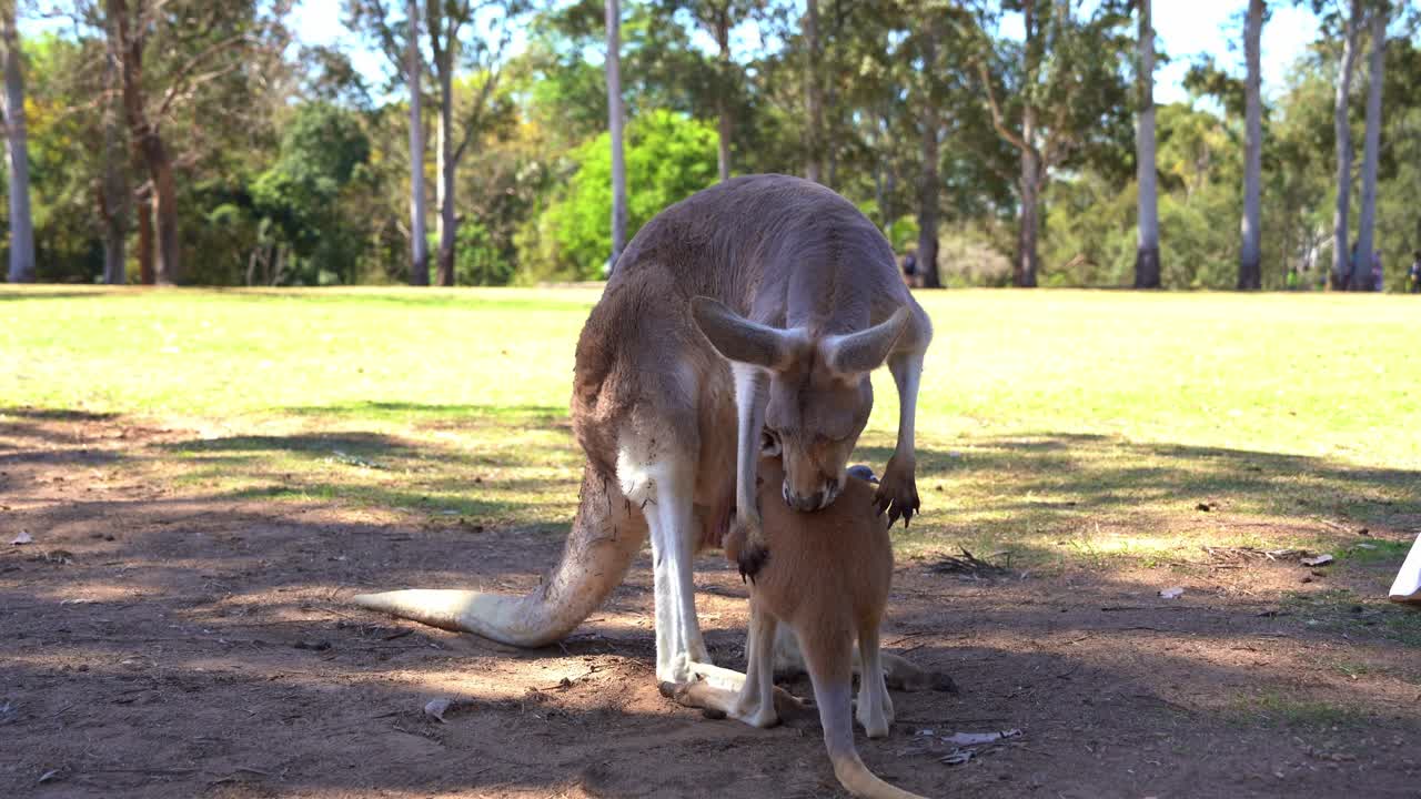 Baby joey drinking the milk from the pouch of red kangaroo mother and mom gently grooming joey's fur, close up shot of Australian native wildlife species