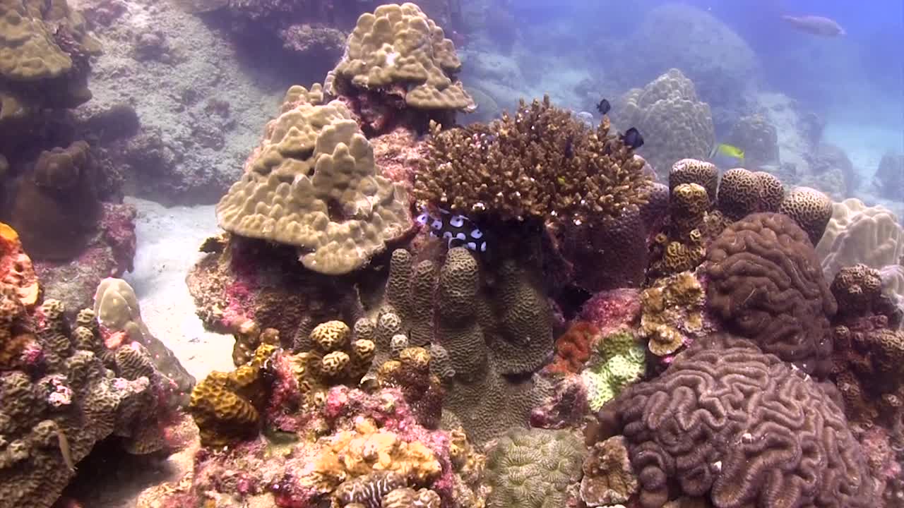 labios dulces arlequín en koh tao-3