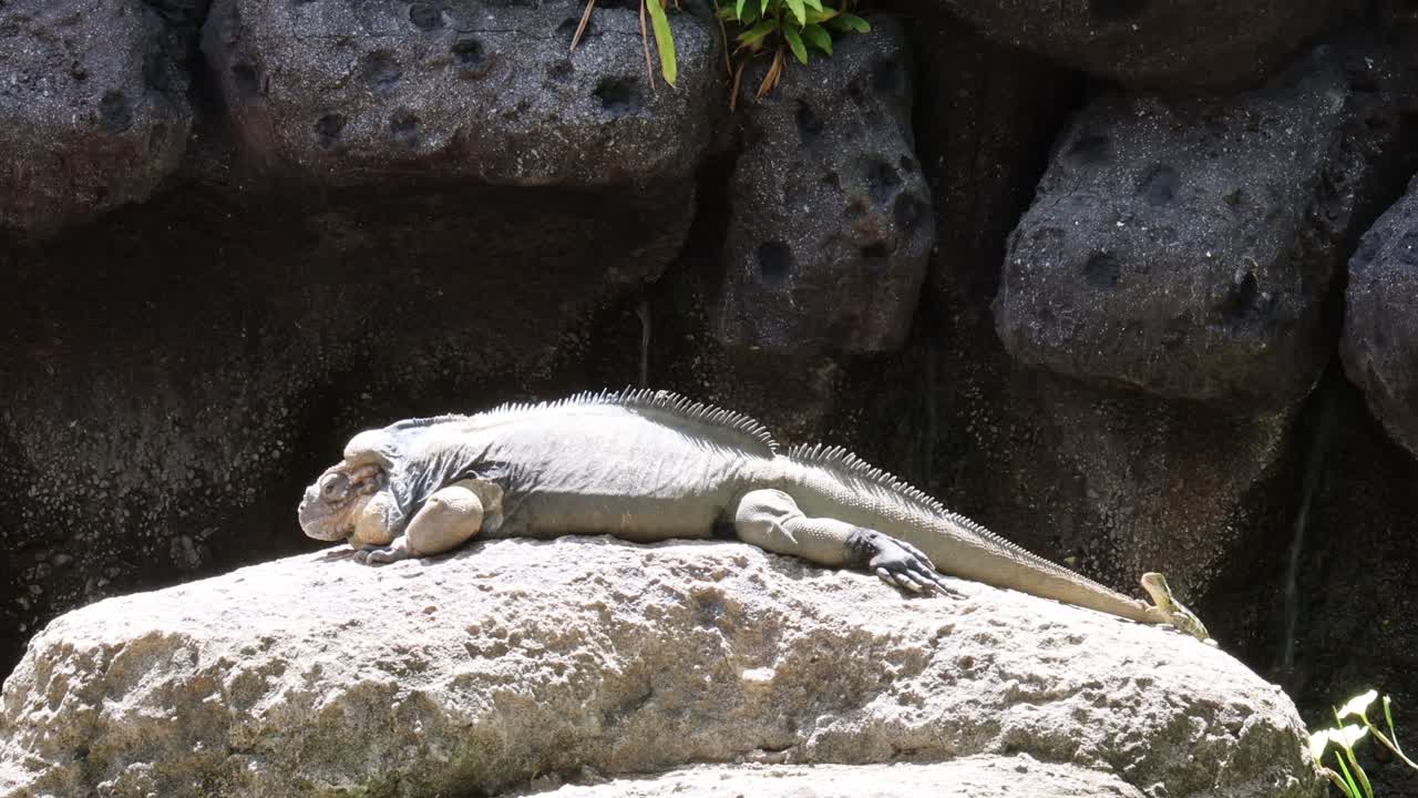 Iguana che riposa su una roccia porosa illuminata dal sole all'aperto.