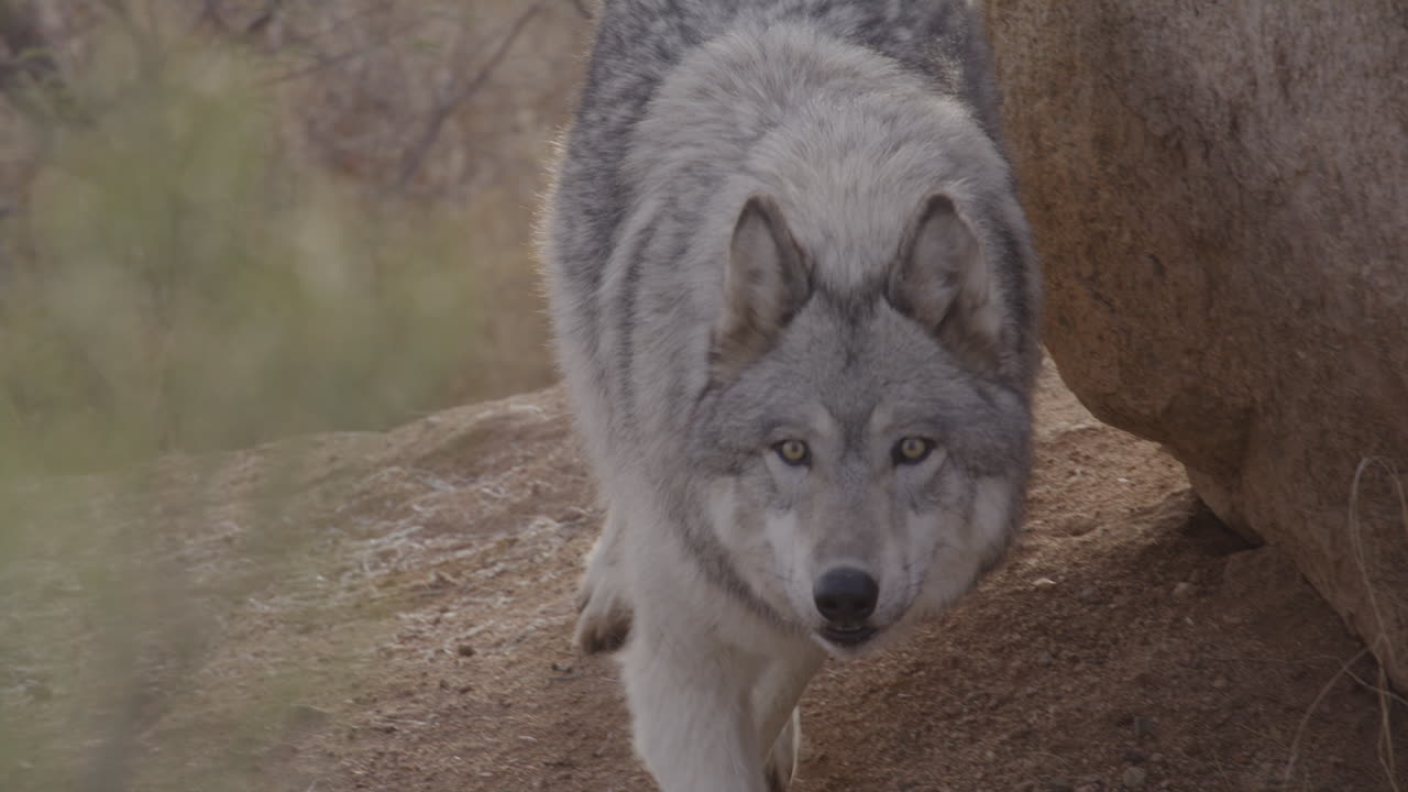 lobo en cámara lenta acechando alrededor de una roca