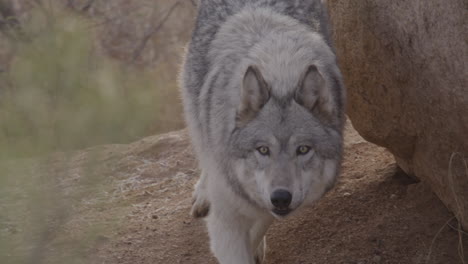 Lobo-En-Cámara-Lenta-Acechando-Alrededor-De-Una-Roca