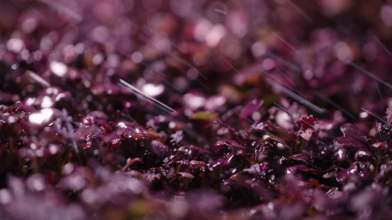 Close-up of Watered Reddish-Purple Leafy Greens