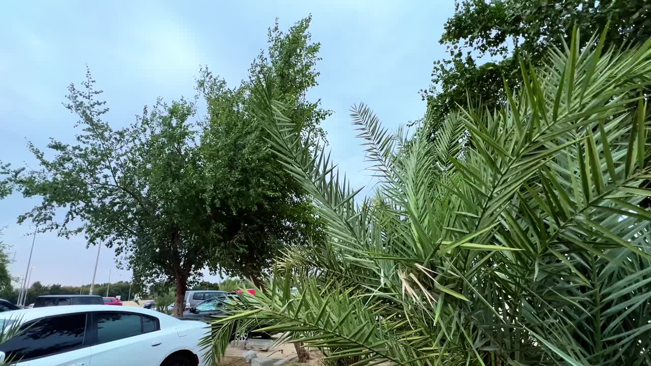 Close-up of palm fronds rustling in a gentle breeze beside a city parking lot. Ideal for nature, relaxation, or urban ambience visuals