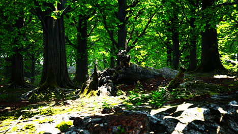 Forest-landscape-with-old-massive-trees-and-mossy-stones