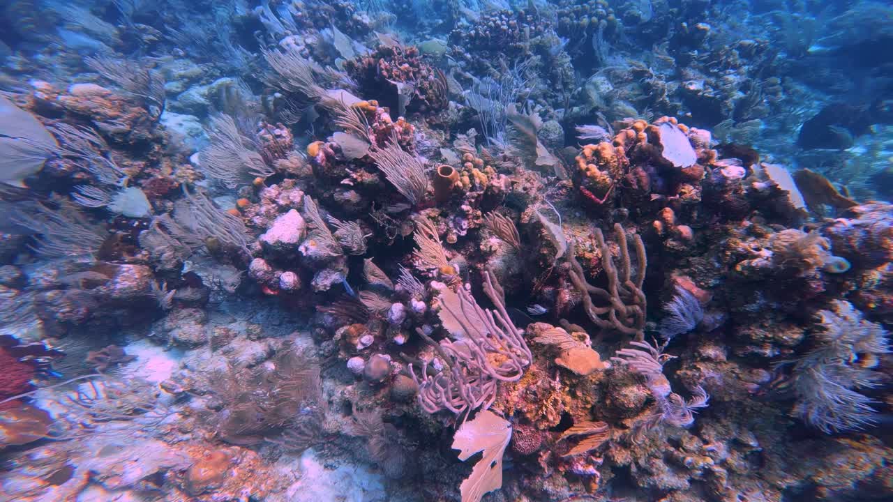 Jelajahi dunia bawah laut yang penuh warna dari terumbu karang yang kaya akan kehidupan dan warna dalam video yang memukau ini.