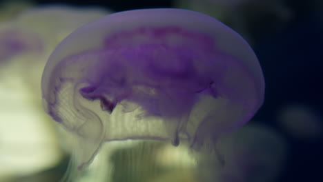 purple jellyfish