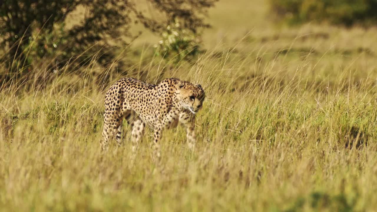 movimiento lento del guepardo caminando en la larga hierba de la sabana, safari africano animal salvaje en las hierbas de la sabana en maasai mara, kenia en áfrica en maasai mara, depredador de gato grande merodeando por las llanuras de las praderas