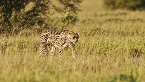 slow motion of cheetah walking in long savanna grass, african safari wildlife animal in savannah grasses in maasai mara, kenya in africa in maasai mara, big cat predator prowling the grassland plains