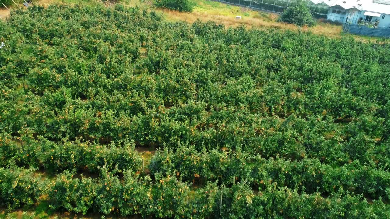 지붕 유리로  ⁇ 인 초록색 농장 4k