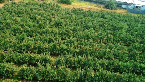 Grüner-Bauernhof-Mit-Dachglas-4k-Bedeckt