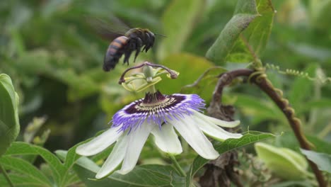 primer plano de un abejorro amarillo y negro extrayendo néctar de una flor de la pasión de la corona azul que ayuda a la polinización