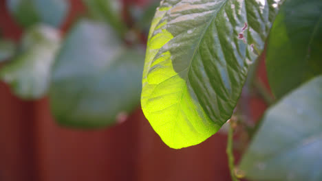 la luz del sol manchada brillando a través de las hojas del árbol de limón en un día caluroso de verano