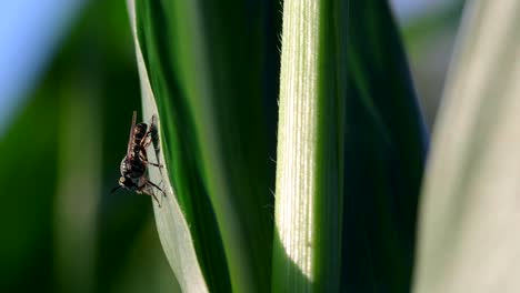 a robber fly feeding from a prey perched on a corn leaf moved by the wind